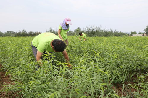 新手必看 种植巴旦木树苗前，这些关键要点你了解吗？
