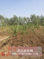 江苏宿迁欣雨绿化苗木 优质种子与工程苗的绿色供应先锋