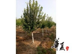 精品园林绿化苗木种植的领航者——旭东苗木种植专业合作社
