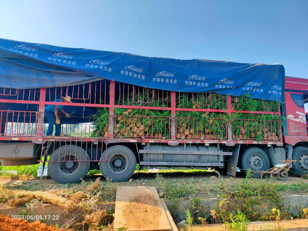 云南甜龙竹苗发货现场 从绿色基地到广阔田野的品质之旅