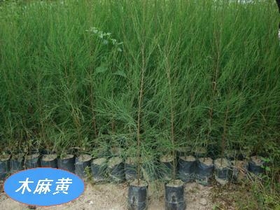 漳浦县大山苗木场 精选木麻黄造林苗最新品种展示
