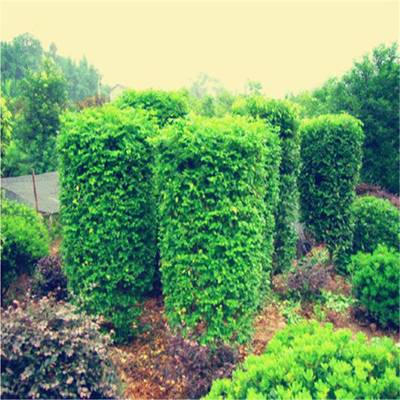 陕西周至小叶女贞造型树 从批发选购到养护造型的全方位指南