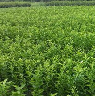 甘肃兰州红古与海石湾苗木种植产业 绿色发展的幼苗力量