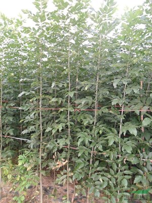 萧县惠丰苗木种植农民专业合作社 以专业力量赋能乡村振兴