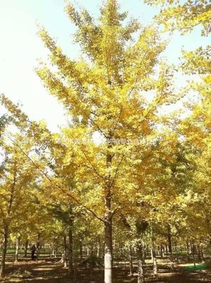 邳州市美芮林苗木种植专业合作社 绿色产业引擎，绘就生态富民画卷