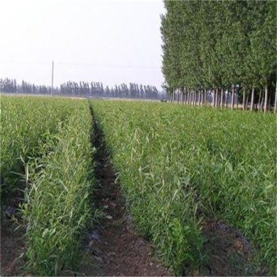 德州齐强苗木 打造绿色生态屏障的大型造树林苗木种植专家