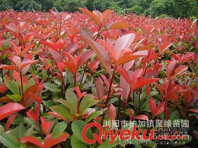 浏阳市柏加镇聚缘苗圃 专注精品苗木，批发纯正红罗宾红叶石楠