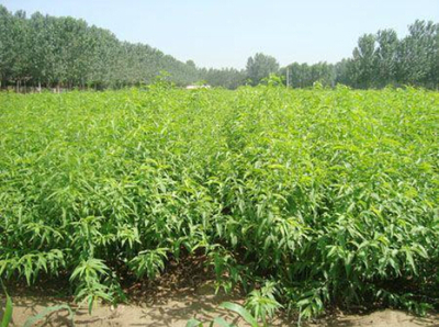 扬州沂蒙霜红桃苗基地 专业培育高产品种，以惊喜价格助力丰收