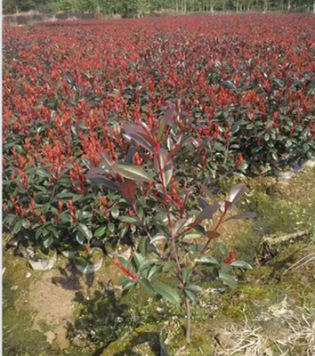 精品金桂四季桂树P100-300 苗木种植基地专业批发与种植指南